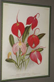 Lindenia, Limited Edition Print: Masdevallia Reichenbachiana (Magenta and White) Orchid Collectible Art (B2)