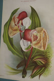 Lindenia Limited Edition Print: Stanhopea Eburnea Lindl (White) Orchid Collector Art (B2)