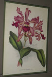 Lindenia Limited Edition Print: Cleisostoma Guiberti (White with Speckled Magenta) Orchid Collectible Art Flora (B1)
