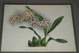 Lindenia Limited Edition Print: Odontoglossum Crispum Var Prince Albert (White, Red and Yellow) Orchid Art (B5)