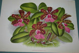 Lindenia Limited Edition Print: Laelia Glauca (Yellow and White) Orchid Club Collectible Art (B3)