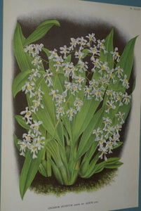 Lindenia Limited Edition Print: Oncidium Incurvum Barker Var Allbum (White) Orchid Collector Art (B5)