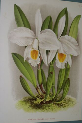 Lindenia Limited Edition Print: Cattleya Virginalis (White with Yellow Center) Orchid Club Judge Collector Art (B1)