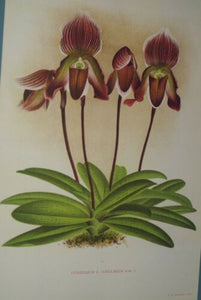 Lindenia Limited Edition Print: Paphiopedilum, Cypripedium x Vexillarium, Lady Slipper (Maroon) Orchid Collector Art (B2)