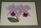 Lindenia Limited Edition Print: Cattleya Granulosa Lindl Var Souvenir De Raymond Storms Wavr (Yellow and Fushia) Orchid Collector Art (B5)