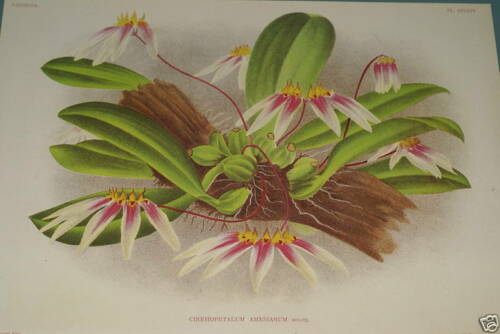 Lindenia Limited edition Print: Cirrhopetalum Amesianum (White and Fushia) Orchid Collectible (B3)