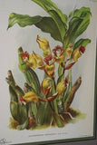 Lindenia Limited Edition Print: Arachnanthe Cathecarti Benth (Sienna and Yellow) Orchid Collectible art (B5)