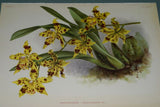 Lindenia Limited Edition Print: Odontoglossum x Excellens Var Dellense (Yellow and Orange)  Orchid Collector Art (B3)
