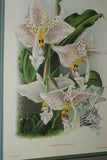 Lindenia  Limited Edition Print: Coryanthes Leucocorys (Tricolor) Orchid Collector Art (B2)