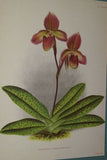 2 Lindenia  Limited Edition Prints: Paphiopedilum, Cypripedium x Leonae L. Lind & Paphiopedilum, Cypripedium x Conco Lawre, Lady Slipper Orchid Art (B3)
