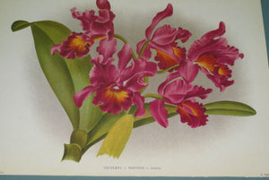 Lindenia Limited Edition Print: Cattleya x Mantinii G Mantin (Fushia) Orchid Collector Art (B4)