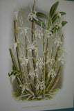 Lindenia Limited Edition Print: Dendrobium Superbum Var Anosmum (Pink) Orchid Art (B2)