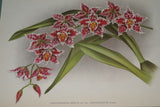 Lindenia Limited Edition Print: Odontoglossum Crispum Var Memoria Bulli (White, Red and Yellow) Orchid Collector Art (B5)