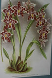 Lindenia Limited Edition Print: Oncidium Concolor (Yellow) Orchid Collector Art (B2)