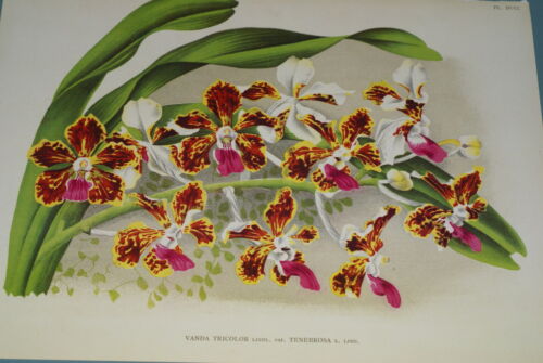 Lindenia Limited Edition Print: Vanda Tricolor Var Tenebrosa (Magenta, White and Yellow) Orchid Collector Art (B5)