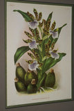 Lindenia Limited Edition, Collectible Print: Zygopetalum Rostratum Orchid (Bicolor: White and Burgundy) Decor (B1)