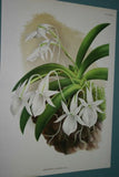 Lindenia Limited Edition Orchid (Yellow, White and Fushia) Print: Aerides Houlletianum Orchid Society Collectible (B1)