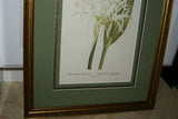 SIGNED UNIQUE DETAILED ARTIST HAND PAINTED FRAME MATTED REDOUTE PRINT Pancratium