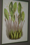 Lindenia Limited Edition Print: Dendrobium Superbum Var Anosmum (Pink) Orchid Art (B2)