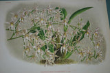 Lindenia Limited Edition Print: Odontoglossum Crispum Var Moortebeekiense (White and Magenta) Orchid Collector Art (B4)