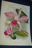 Lindenia Limited Edition Print: Cattleya x Hardyana Var Fanyauiana (Pink, Magenta and Yellow) Orchid Collector Art (B4) .