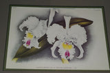 Lindenia Limited Edition Print: Cattleya Trianae Lind Var Lucida L. Lind (White with Fushia and Yellow Center)  Orchid Collector Art (B5)