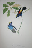 VERY RARE 1960 Rare Descourtilz Limited Edition Original Folio Lithograph Brazilian Bird Plate 23 Paradise Tanager or Tangara Septicolor