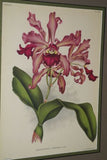 Lindenia Limited Edition Print: Laelia Pumila Rchb F Var Amabilis L Lind (White) Orchid Collector Art (B4)