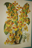 Lindenia Limited Edition Print: Oncidium Macranthum (Yellow and Sienna) Orchid Club Society Collectible (B1)