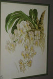 Lindenia Limited Edition Print: Catasetum Macrocarpum Var Chrysanthum (Yellow) Orchid AOS Collector Art (B2)