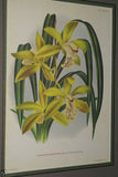 Lindenia Limited Edition Print: Cymbidium Grandiflorum Var Punctatum (Yellow) Orchid Collector Art (B3)