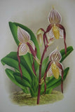 Lindenia Limited Edition Print: Paphiopedilum, Cypripedium Superbiens, Lady Slipper (Maroon) Orchid Collector Art (B2)