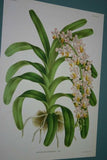 Lindenia Limited Edition Print: Aerides Fieldingi Vanda Family (Pink and White) Orchid Collector Art (B1)