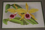 Lindenia Limited Edition Print: Cattleya x Pannemaekeriana Orchid (Magenta/Red and White)  Collectible Art (B5)
