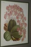 Lindenia Limited Edition Print: Ionopsis Paniculata Maxima (White and Magenta) Orchid Club Collectible Art (B1)