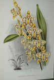 Lindenia Limited Edition Print: Odontoglossum Pescatorei Var Roi Leopold (White with Magenta Tips and Yellow Center) Orchid Collector Art (B4)
