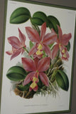 Lindenia Limited Edition Print: Cattleya Trianae Var Annae (Pale Pink with Magenta and Yellow Center) Orchid Collector Art