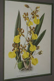 Lindenia Limited Edition Print: Yellow Orchid Oncidium Varicosum Var Lindeni Collector Art (B5)