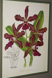 Lindenia Limited Edition Print: Epidendrum Elegans Rchb (White with Magenta Tip) Orchid Collector Art (B5)