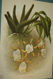 Lindenia Limited Edition Print: Trichopilia Brevis Collectible (White and Yellow) Orchid Art (B3)