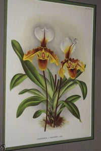 Lindenia Limited Edition Print: Paphiopedilum, Cypripedium x Vialianum, Lady Slipper Orchid (Yellow, Sienna and White) Collector Art (B5)