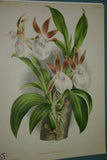 Lindenia Limited Edition Print: Zygopetalum Lindenia Linden (Pink and White) Orchid Collector Art (B2)