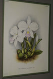 Lindenia Limited Edition Print: Laeliocattleya x Hippolyta Hort (Yellow with Magenta Center)  Orchid Collector Art (B4)