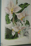 Lindenia  Limited Edition Print:  Coryanthes Macrocorys (White with Speckled Pink) Orchid Collector Art (B3)