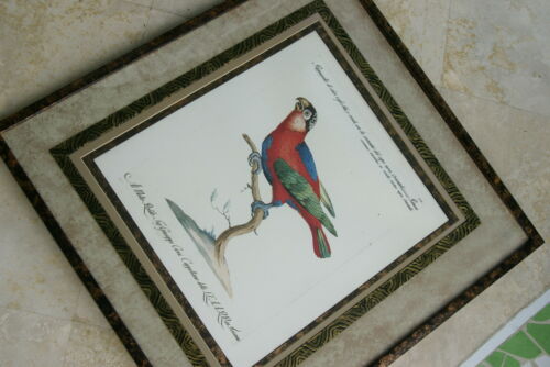Rare Archival Art by Saverio Manetti (16 C.) Very Limited Edition Folio Lithograph of Parrot professionally framed in hand painted signed frame with  x4 acid free mats 23” x 22” Magnificent plate from 