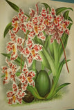 Lindenia Limited Edition Print: Odontoglossum Crispum Var Dallemagnea (White and Fushia with Yellow Center) Orchid AOS Collector Art (B3)