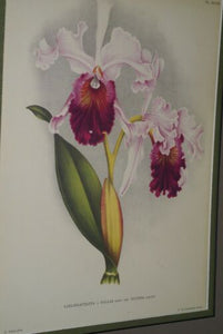 Lindenia Art Print Limited Edition Laeliocattleya x Pallas Orchid, White and Magenta, Collectible Art (B4)