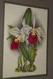 Lindenia Limited Edition Print: Cattleya Cupidon (Pale Pink and Yellow) Orchid Collector Art (B3)