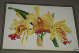 Lindenia Limited Edition Print: Cattleya Trianae Var Striata (Pink) Orchid Collector Art (B2)