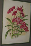 Lindenia Limited Edition: Dendrobium Suavissimum Collectible Orchid (Yellow and Purple) Art Designer (B4)
